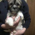 Malshi x Shih Tzu-3