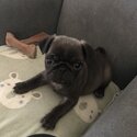 Pure bred pug femal puppy -3