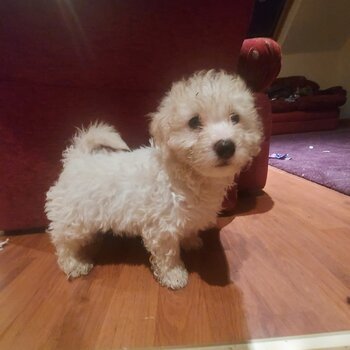 Bishon/Maltipoo puts