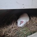 Female guinea pig with big house-4