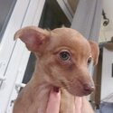 Dachshund chihuahua mixed breed, 3 months old puppy for sale-1