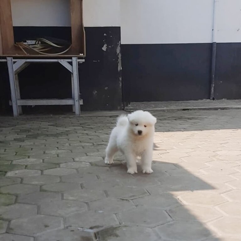 Samoyed Puppy For Adoption 