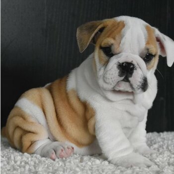 Top Class English Bulldog Puppies Available