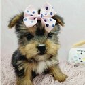 Purebred Tiny Yorkie Puppies-1