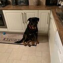 Rottweiler for sale-0