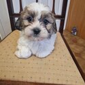 Beautiful  Shih Tzu / Bichion -3