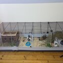 Two male Guinea pigs -1