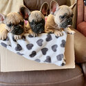 French Bull Dog Puppies-1