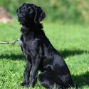 Friendly Labrador X puppy-1