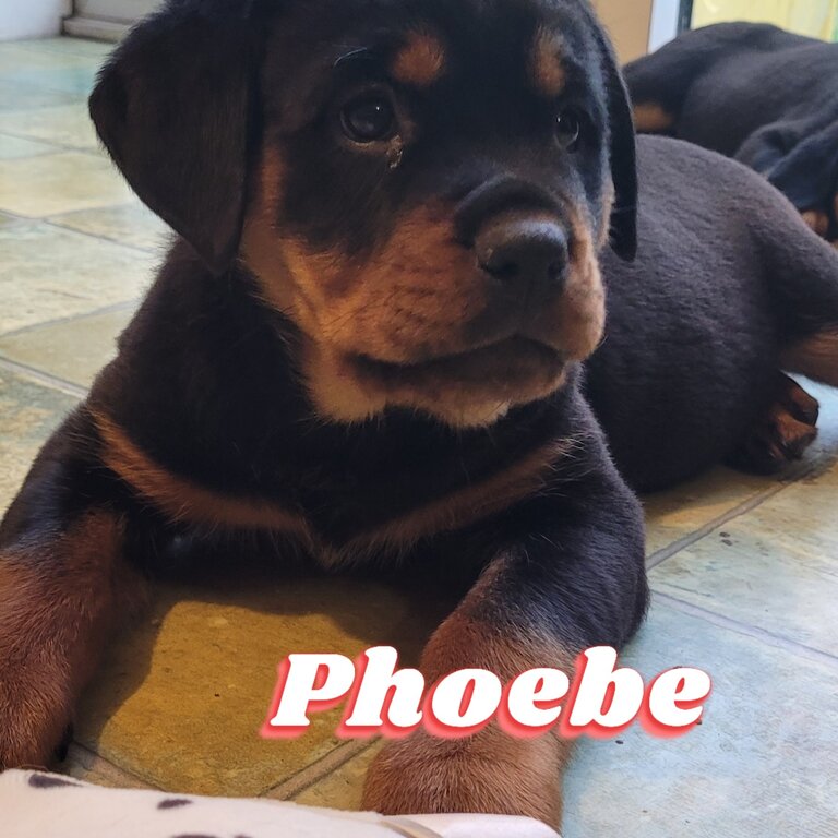 Rottweiler puppies for sale