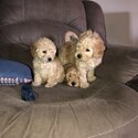 Cockapoo puppies -1