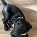 Black female Labrador -3