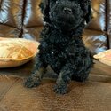 Cute Poodle Puppies for Adoption-0