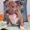 American pocket bullys puppys-4