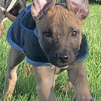 Beautiful Staffy x xl bullie x lurcher very good dog he’s so so cute so so good and is very loyal 