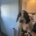 Beautiful purebred springer spaniel pups for sale -4