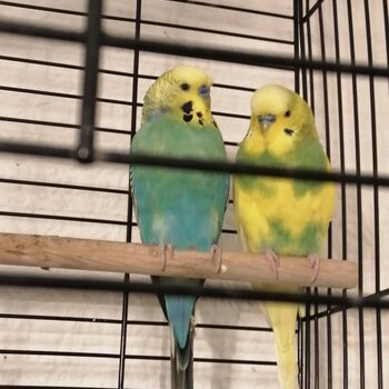 Selling 2 budgies both male adorable looking for a home 