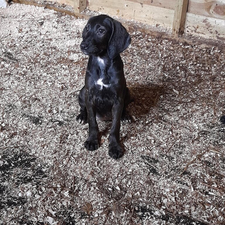 Beautiful labradoodle pups