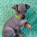 American hairless terier AHT-5