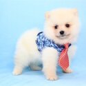 Beautiful Pomeranian puppies Available Ready to go now-1