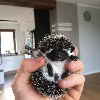 Baby African Pygmy hedgehog for sale male and female 8 weeks old 