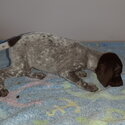 German shorthaird pointer pups for sale-4