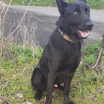 Beautiful black German Shepherd