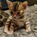 Bengal Cat for Adoption-0