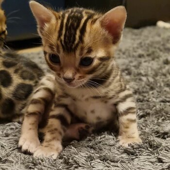 Bengal Cat for Adoption