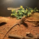 Baby bearded dragon &amp; home-1