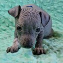 American hairless terier AHT-4