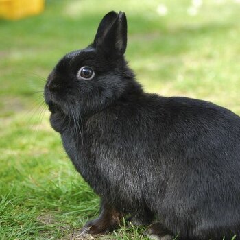 Dwarf bunny looking for new home