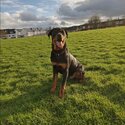 Male Rottweiler for adoption -1