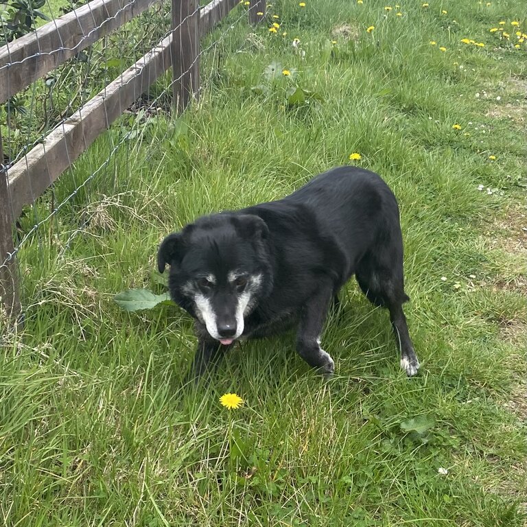 Labrador/sheepdog, free to a good home,