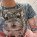 2 baby chinchillas -2