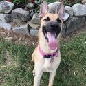 Active &amp; Affectionate Belgian Malinois looking for Good Experienced Home-2