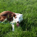 Lovely purebred Border Collie dog -2