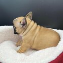 French bulldog puppy -1