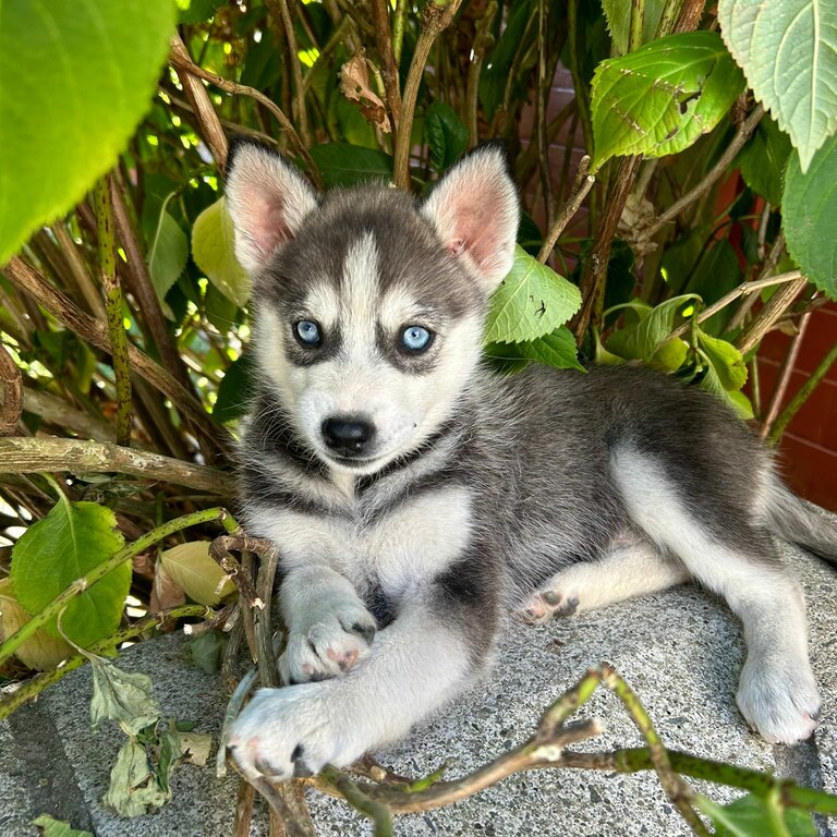 POMSKY BLUE EYES