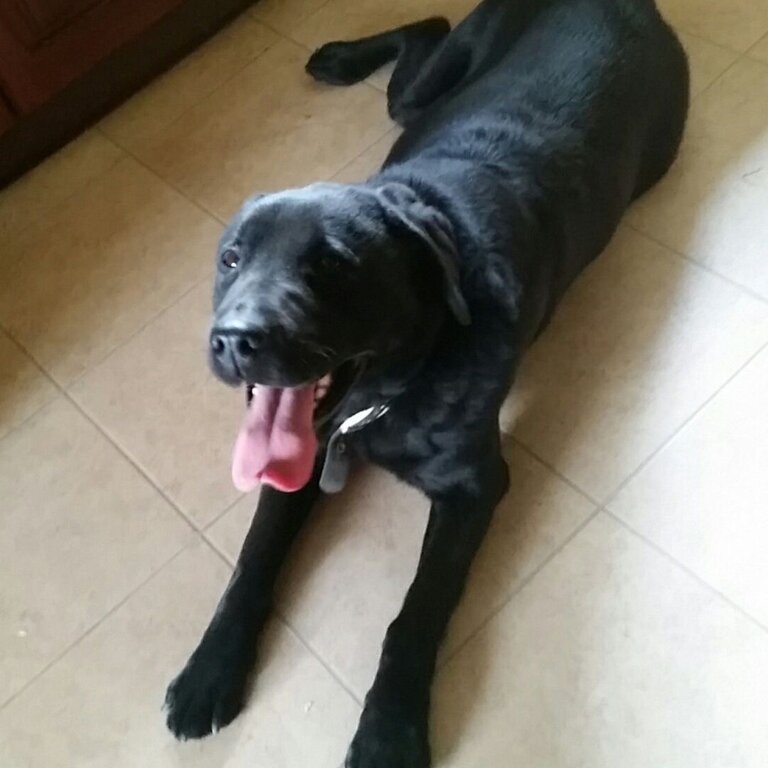 Black Labrador free