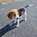 Pocket Beagle-4