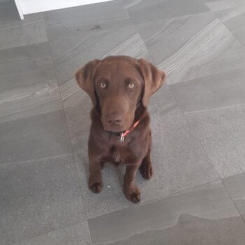 Chocolate Lab cross pointer