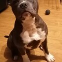 Staffordshire bull terrier -4