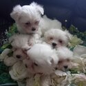 Beautiful Purebred Maltese .-5