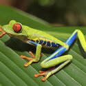 Red Eye Tree Frogs (Agalychnis callidryas)-4