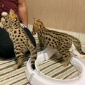 serval,caracal,savannah kitten -0