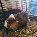 Guinea pigs rehoming FREE-0