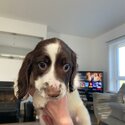 Beautiful purebred springer spaniel pups for sale -3