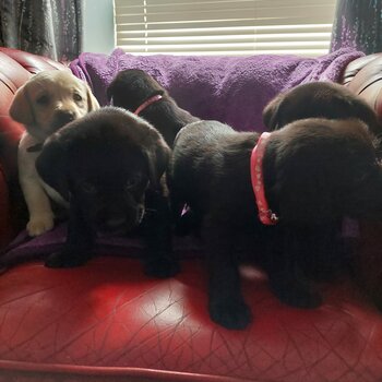 Labrador puppies ikc registered 