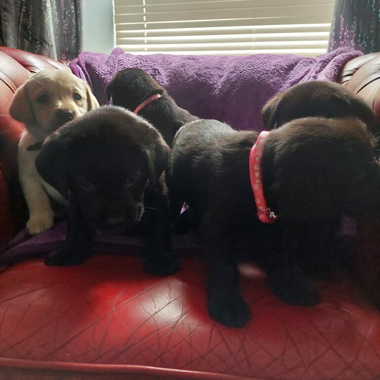 Labrador puppies ikc registered 